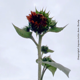 The Tallest Sunflower Plant at 93 inches at 79 days