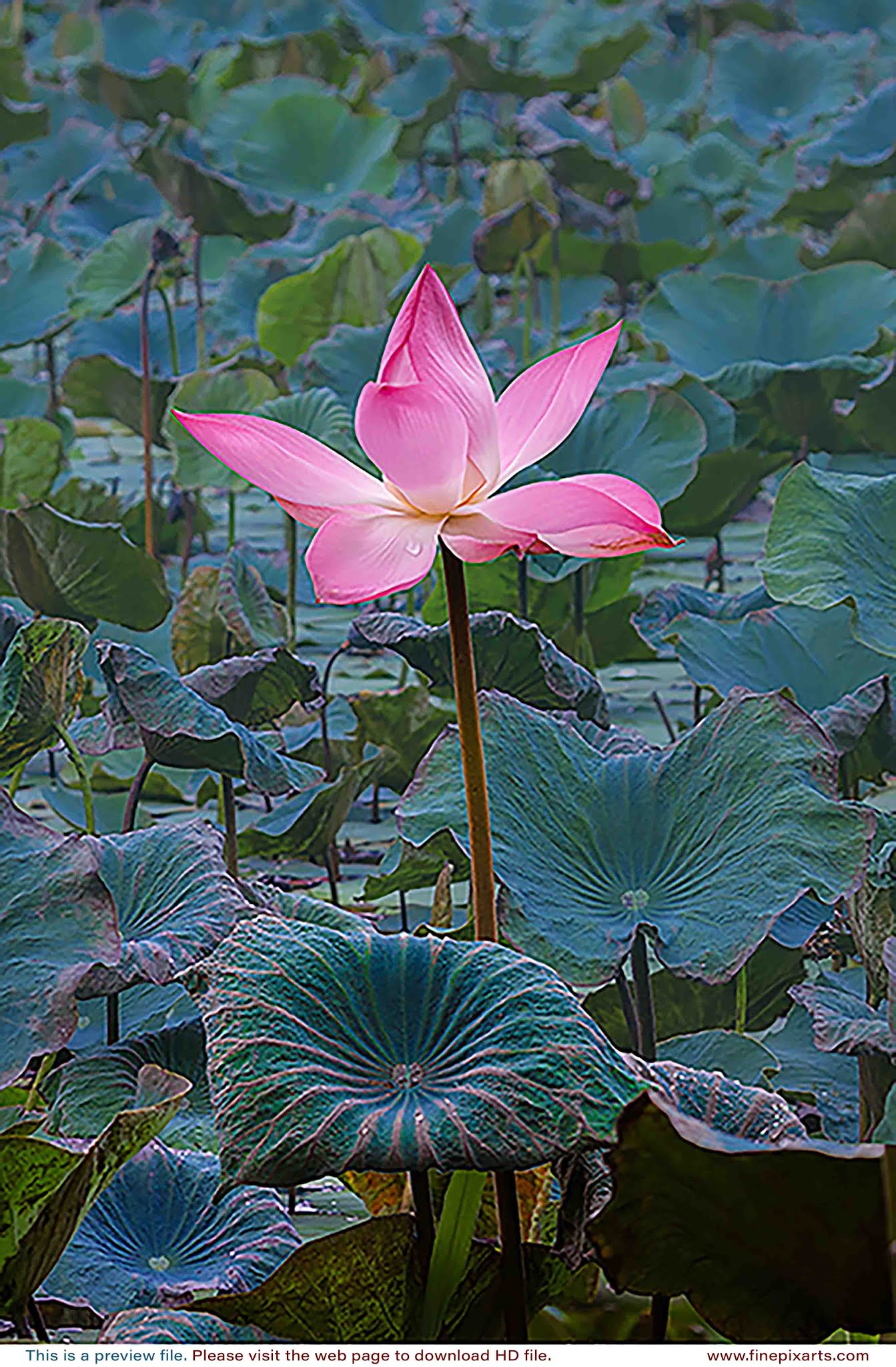 Lotus flower 00001