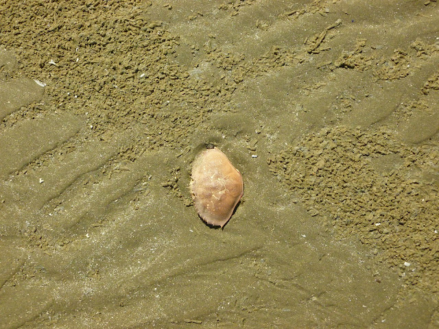 Crab shell at Wikaninnish Beach (Long Beach)