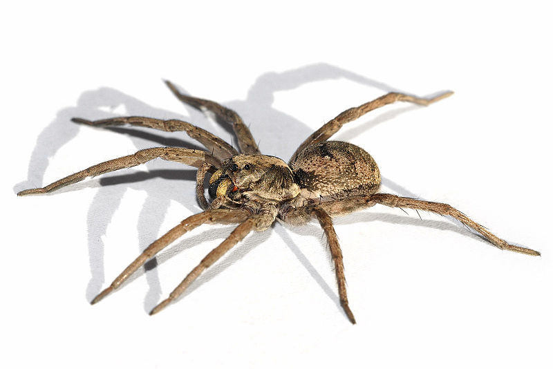 Wolf Spider