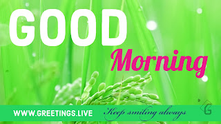 Fresh-good-morning-wishes-with-green-HD