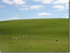 Bliss sheep NZ