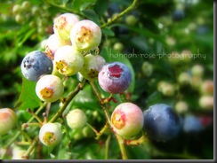 Blueberries 2010 009