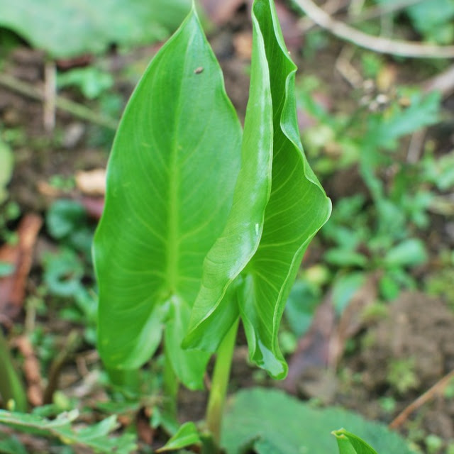 fresh green new leaves of Arum Lily