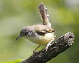 Cara Merawat Burung Ciblek Jadi Gacor - Cara Merawat Burung Ciblek Jadi Gacor