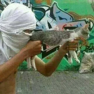 cara memperlakukan kucing tidak benar