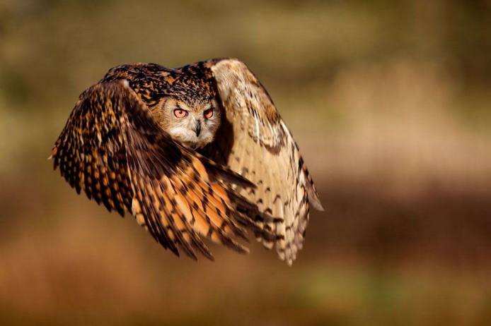 Foto Pemenang National Geographic Contest 2010