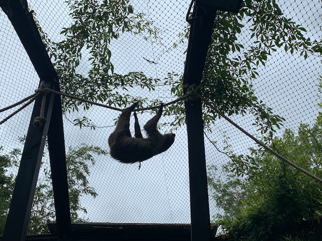 Sloth climbing across a rope