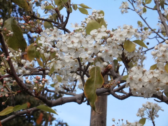 アメリカにずっと住む つもり 街路樹 Pear Tree 春を告げる梨の花