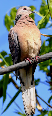 "Spotted Dove - Streptopelia chinensis , resident perched on a cable."