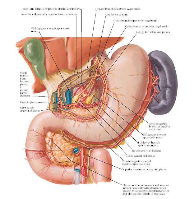 Autonomic Innervation of Stomach and Duodenum Anatomy