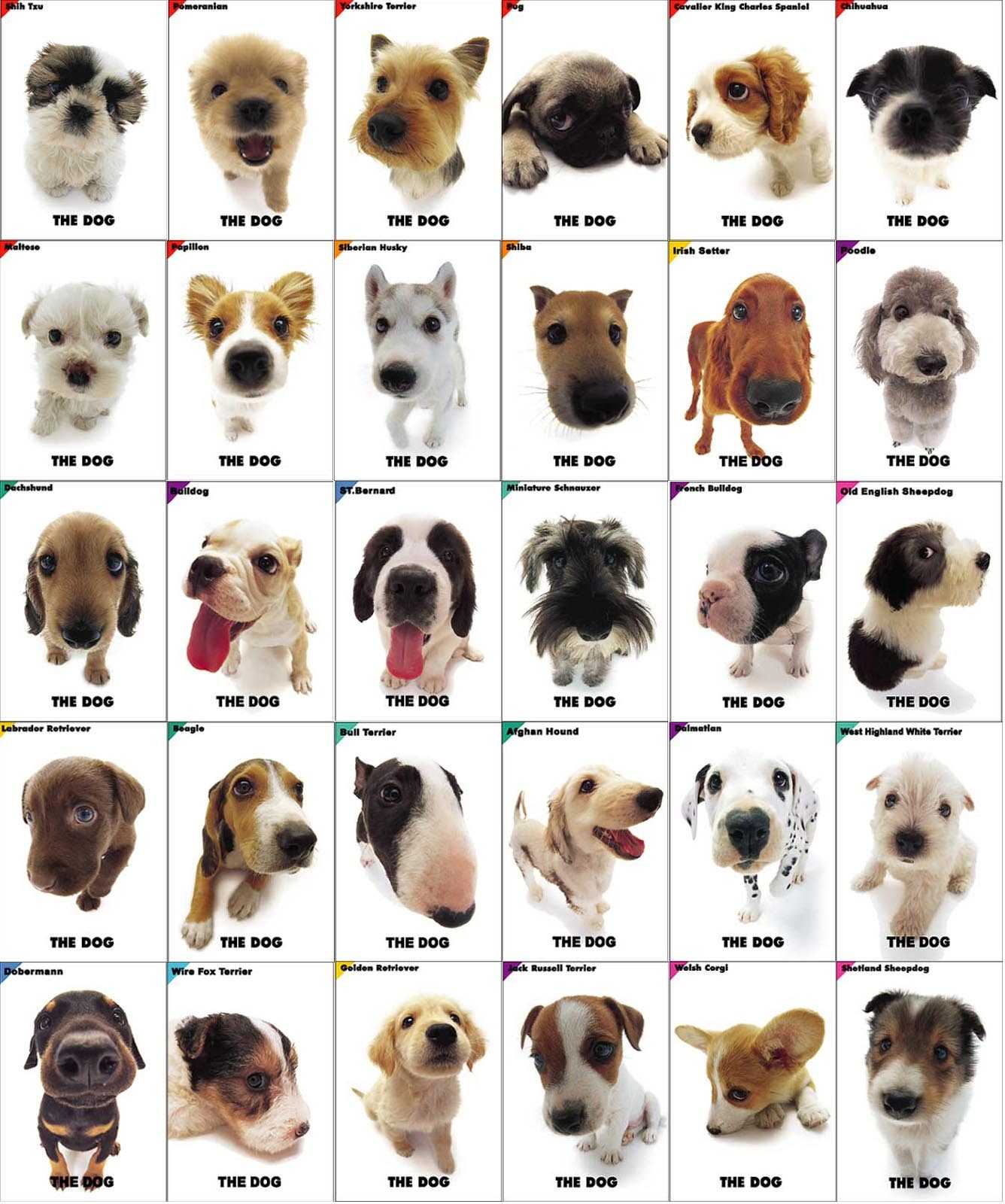 Pet Info.: Which dog breed to choose?