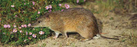 Bunn’s Short-tailed Bandicoot Rat