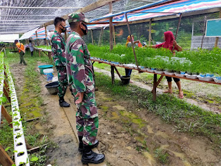 Babinsa Semitau Dampingi Ibu PKK Masdan Raya Panen Sayuran Hidroponik