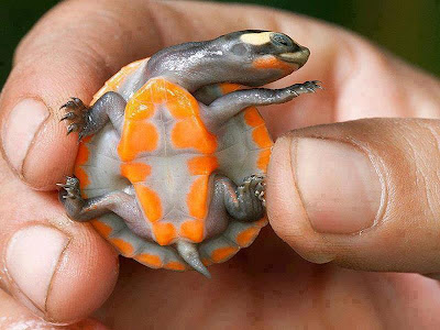 The Red-bellied short-necked turtle