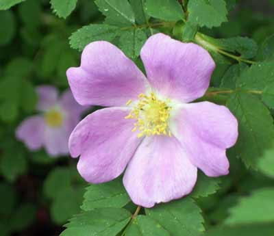 Prairie rose blossoms are a delicate pick color.