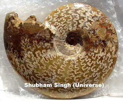Fossil Nautiloid(Estoniceras perforatum)- Shubham Singh (Universe)