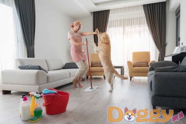 Latih Anjing Anda - Dasarnya