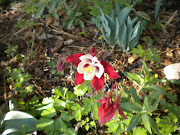 Spring flowers in NM (dscn )