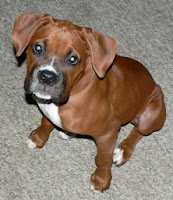 boxer puppy dog training