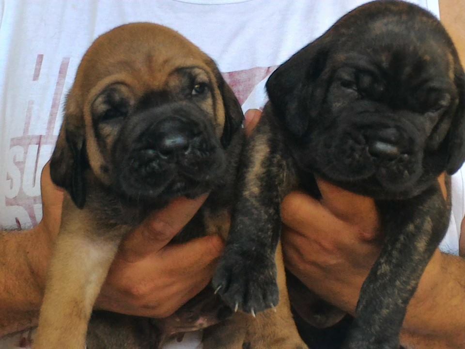 FILA BRASILEIRO - CANIL DOURADOS DO SOL - SÃO SEBASTIÃO / SP: FILHOTES DE  FILA BRASILEIRO 20 DIAS - CANIL DOURADOS DO SOL - URION E LISSA - NOVEMBRO  DE 2015