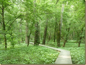 a boardwalk protects the surrounding area