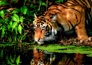 Flora and Fauna of Rajasthan, India