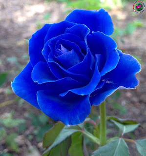 নীল গোলাপ ফুলের ছবি - Picture of blue rose flower