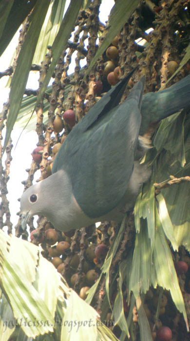 Green Imperial Pigeon