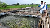 Cara Ternak Belut Di Ember : Cara Budidaya Belut dalam Kolam dan Drum / Budidaya pembesaran belut dalam ember.
