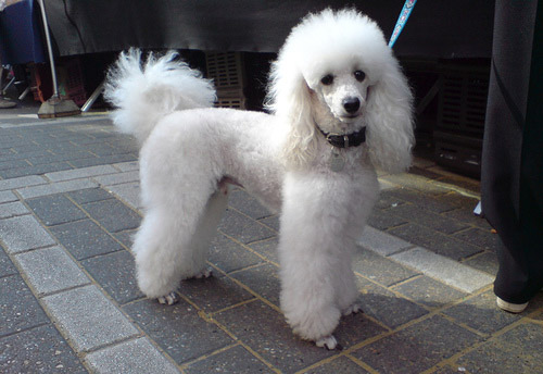 Curly Haired Dogs. has very thick curly hair.