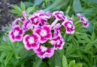 Dianthus flower