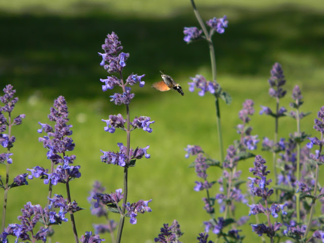 Picture of Hummingbird moth feeding on Nepeta Catmint six hills giant