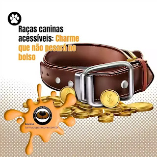 Raças caninas acessíveis: Charme que não pesará no bolso