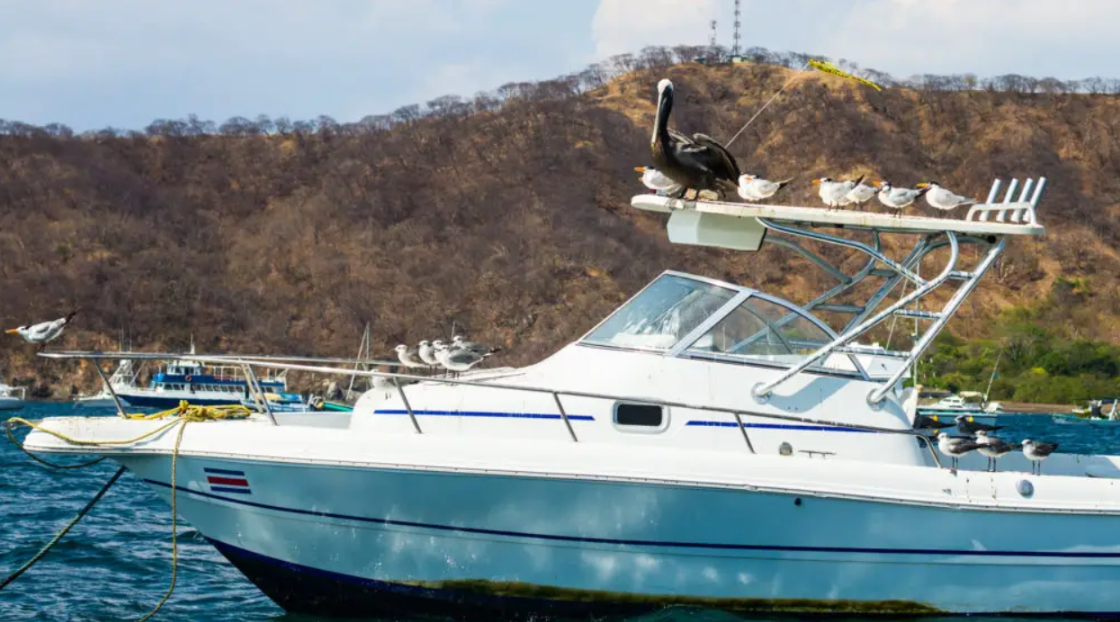 How to Keep Birds Off Your Dock