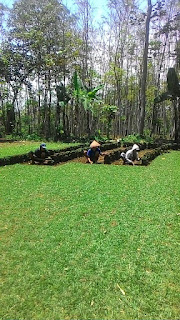 Rumput gajah mini rumah sakit RIZANI paiton Probolinggo beli dari lahan kita April Tahun 2024