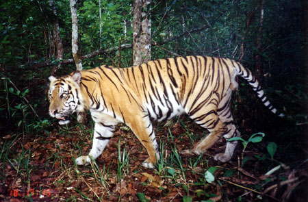 Get and Share Yuk Adopsi Harimau Sumatera