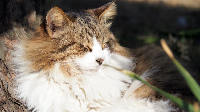 城ヶ島公園の猫の画像３