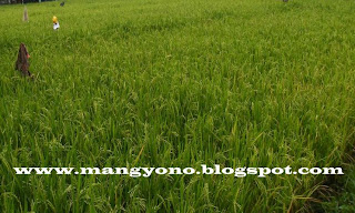 Mang Yono pergi kesawah