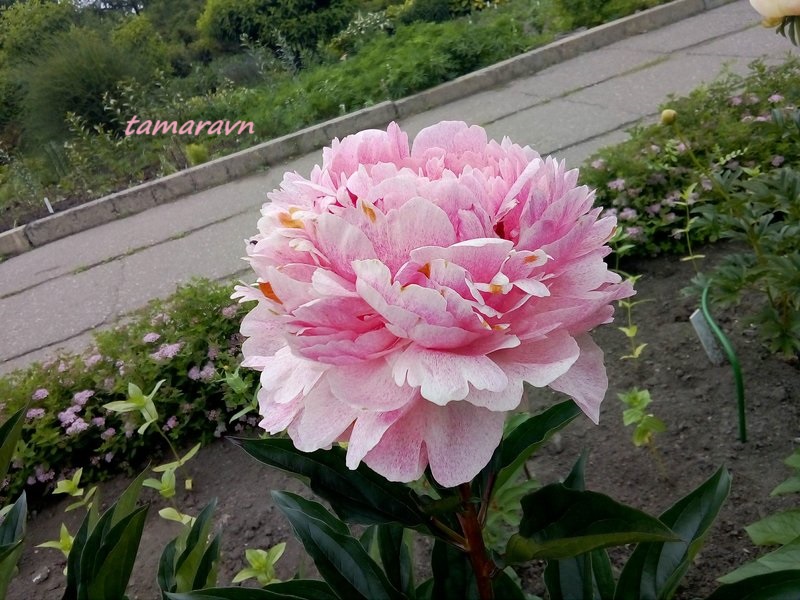 Пион 'The Fawn' (Paeonia 'The Fawn')