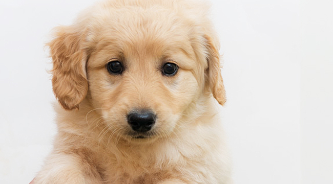 Dog Mini Golden Retriever Breeders Ontario