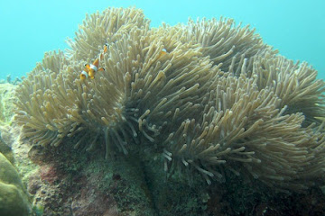 Bawah Laut Meulingge