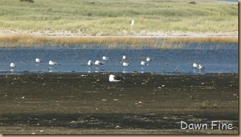 Birding south beach_073