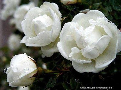 images of rose flowers. Rose Flowers - wallpapers