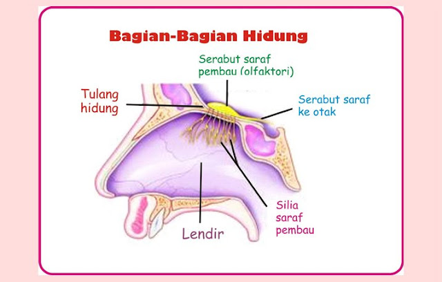 Bagian Dalam Hidung, Saraf Hidung, Tulang Hidung