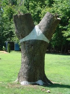 sexy tree