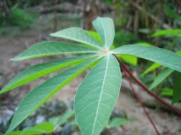 Image result for daun ubi kayu