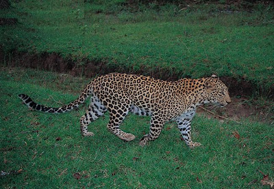 Panther-Bandipur National Park