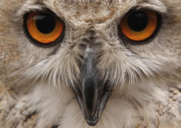 Tatapan Tajam  Mata  Burung Hantu Loper Artikel