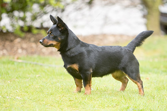 "Lancashire Heeler Dog - Energetic and Intelligent Herding Breed with an Adorable and Affectionate Personality."